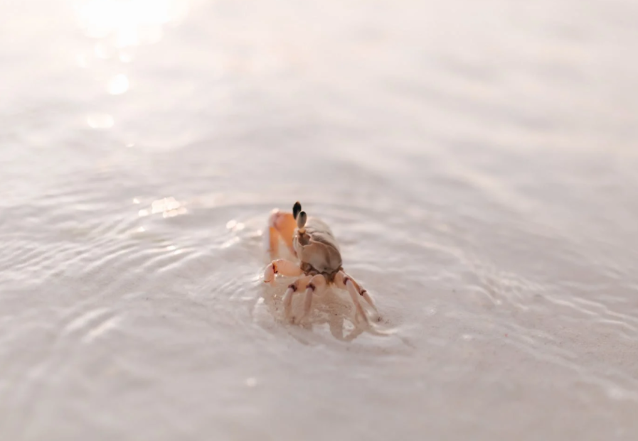 1669017871256784.png 水產養殖.png