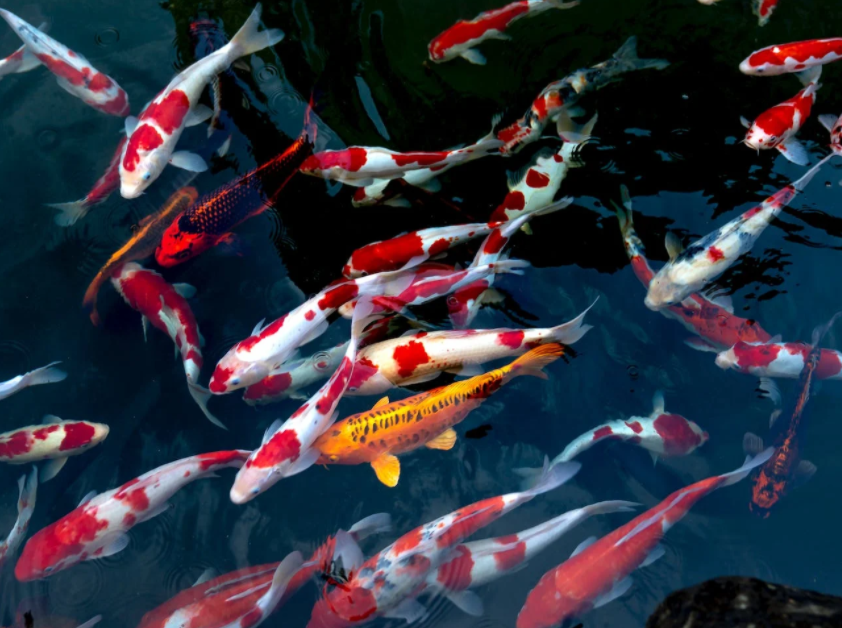 1676706812393057.png 水產(chǎn)養(yǎng)殖.png