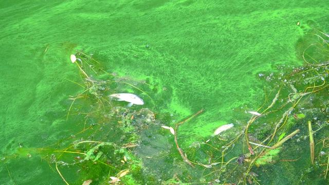 1679619546416474.jpeg faedab64034f78f030766406db20c85db2191ce4.jpeg